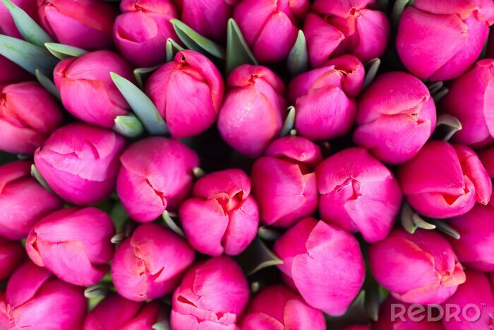 Tableau  Tulipes roses fraîches