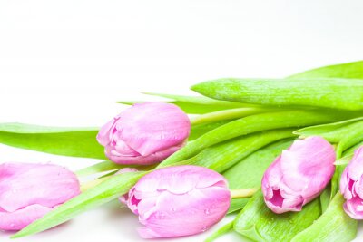 Tulipes roses sur fond blanc avec espace pour le texte