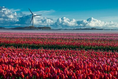 Tableau  Tulipes rouges dans le champ