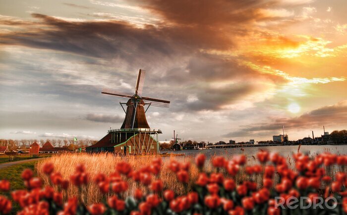 Tableau  Tulipes rouges sur le fond d'un moulin à vent