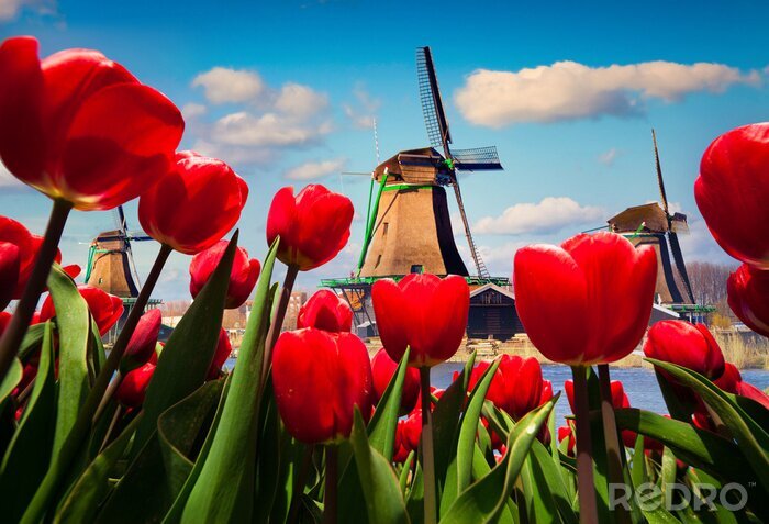 Tableau  Tulipes rouges sur le fond du moulin à vent