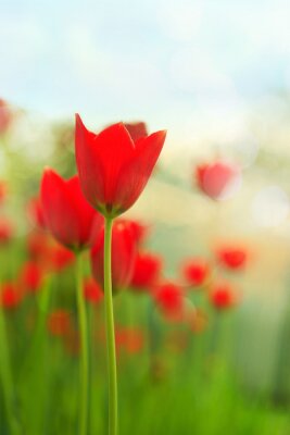 Tableau  Tulipes rouges sur un fond flou