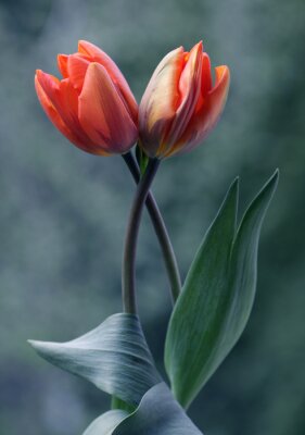 Tulipes sur fond vert