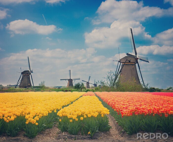Tableau  Tulipes sur un paysage hollandais