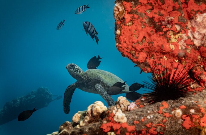 Tableau  Turtles in Hawaii chilling at a cleaning station