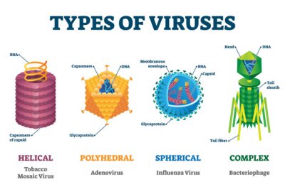 Tableau  Types of viruses vector illustration labeled drawings