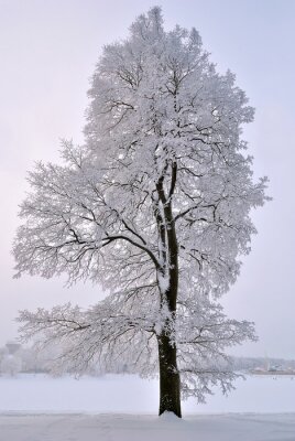 Tableau  Un arbre dans la neige