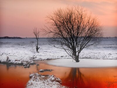 Tableau  Un arbre sur un paysage d'hiver
