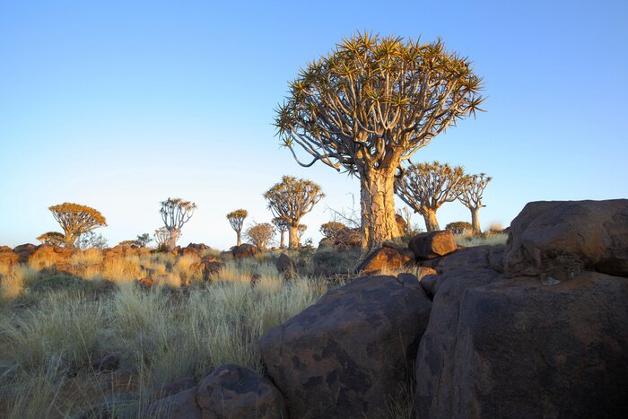 Tableau  Un arbre sur un rocher