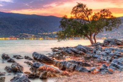 Tableau  Un arbre sur un rocher en Grèce