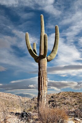 Tableau  Un cactus dans le désert contre un ciel nuageux
