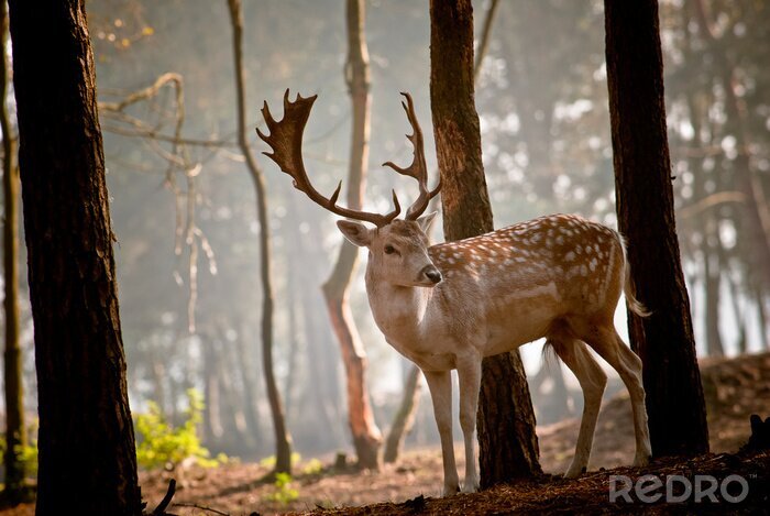Tableau  Un cerf au petit matin