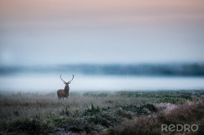 Tableau  Un cerf mâle dans le pré le matin