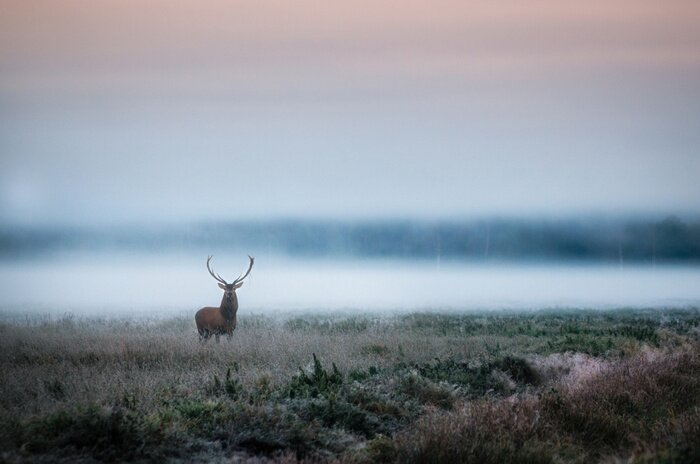 Tableau  Un cerf mâle dans le pré le matin