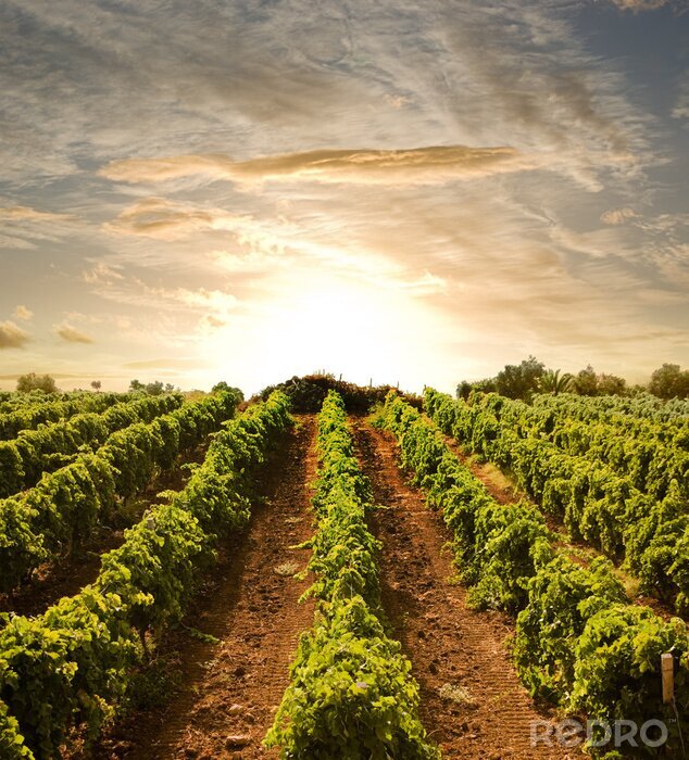 Tableau  Un champ de raisins sur fond d'ouest
