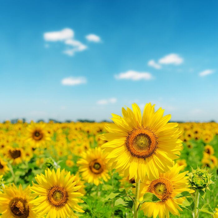 Tableau  Un champ de tournesols contre le ciel
