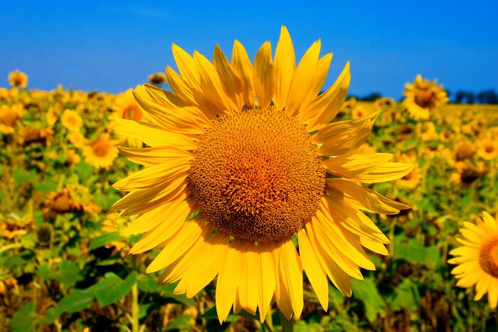 Tableau  Un champ de tournesols contre un ciel clair