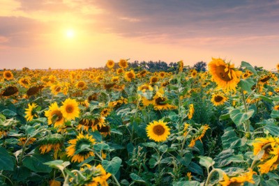 Tableau  Un champ de tournesols contre un ciel pastel