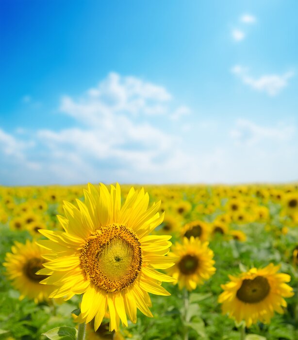 Tableau  Un champ de tournesols se bouchent