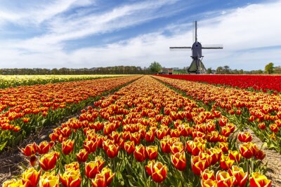 Tableau  Un champ de tulipes aux Pays-Bas