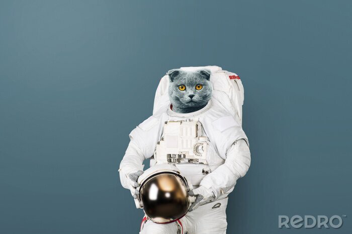 Tableau  Un charmant chaton astronaute 