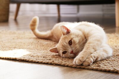 Tableau  Un chat allongé sur le tapis