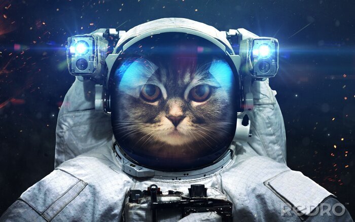 Tableau  Un chat astronaute dans l'espace