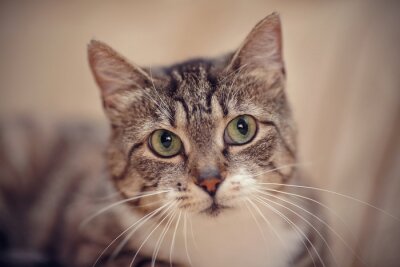 Tableau  Un chat avec de beaux yeux
