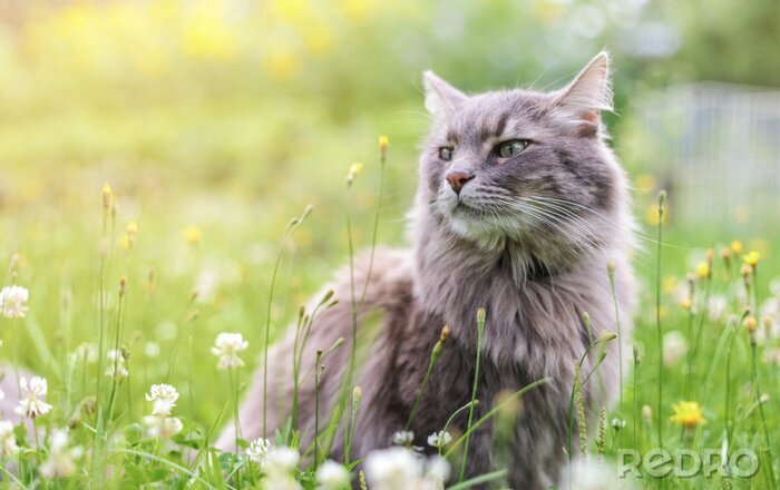 Tableau  Un chat parmi les fleurs