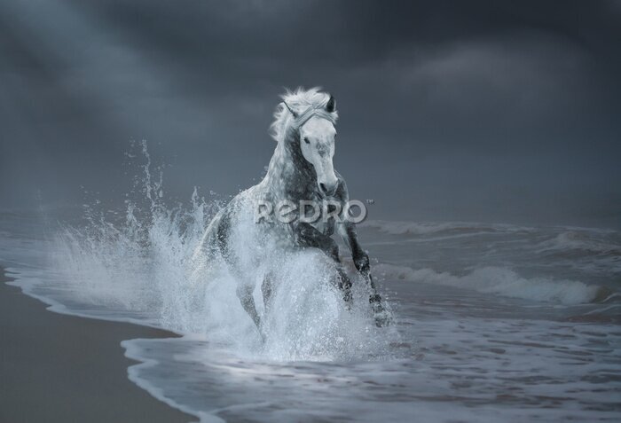 Tableau  Un cheval gris galopant le long de la côte