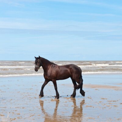 Tableau  Un cheval majestueux sur une plage