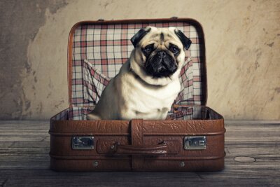 Tableau  Un chien dans une valise