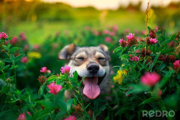 Tableau  Un chien en fleurs