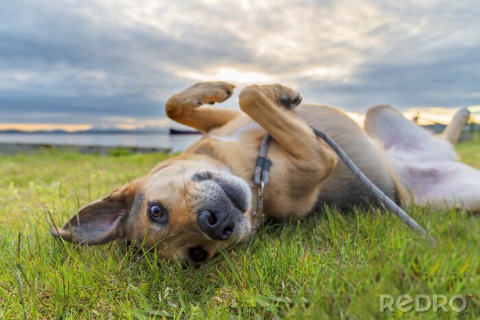 Tableau  Un chien jouant dans l'herbe