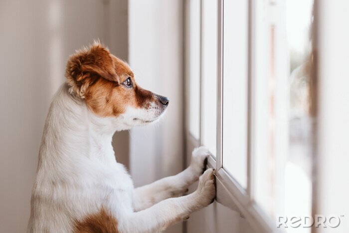 Tableau  Un chien regardant par la fenêtre
