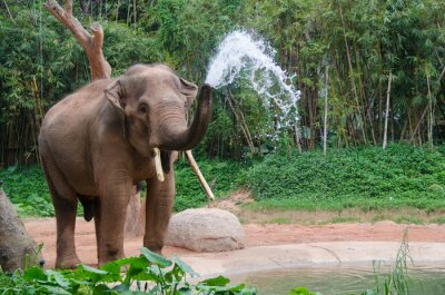 Tableau  Un éléphant libérant de l'eau de sa trompe