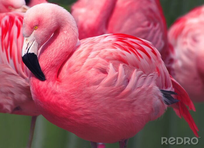 Tableau  Un flamant rose vu de près