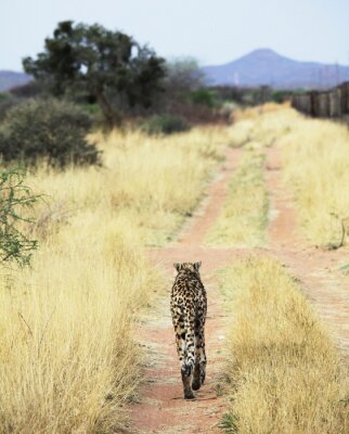 Un guépard marchant dans la savane