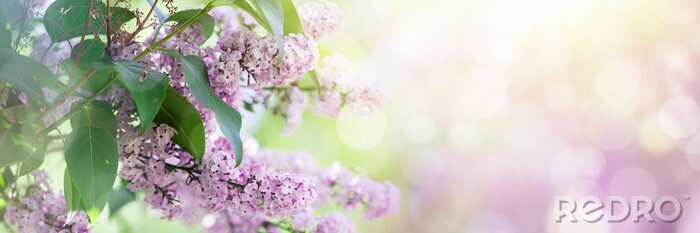 Tableau  Un lilas en fleurs violettes sur fond flou