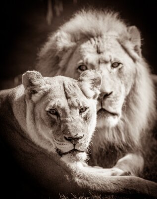 Un lion et une lionne au repos