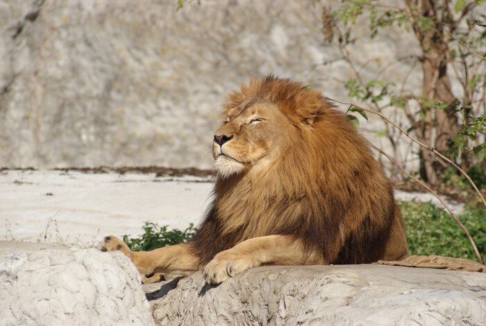 Tableau  Un lion qui se prélasse au soleil