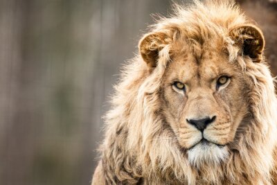 Un lion regarde au loin