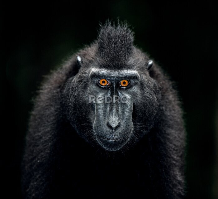 Tableau  Un macaque nègre sur fond noir