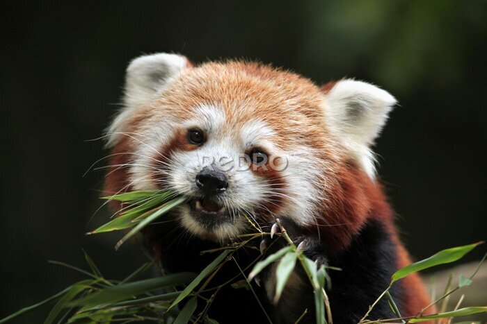 Tableau  Un mignon panda rouge