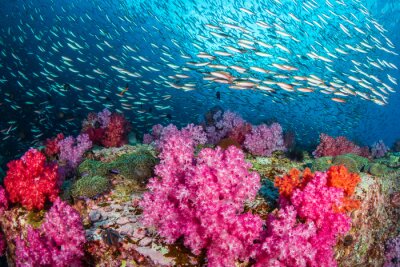 Un nombre énorme de poissons tropicaux colorés nageant autour d'un magnifique récif de corail