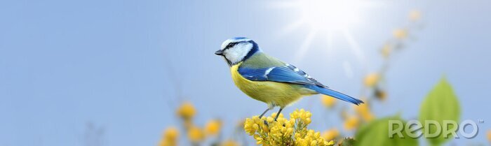 Tableau  Un oiseau au soleil