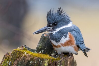 Un oiseau avec une crinière dressée