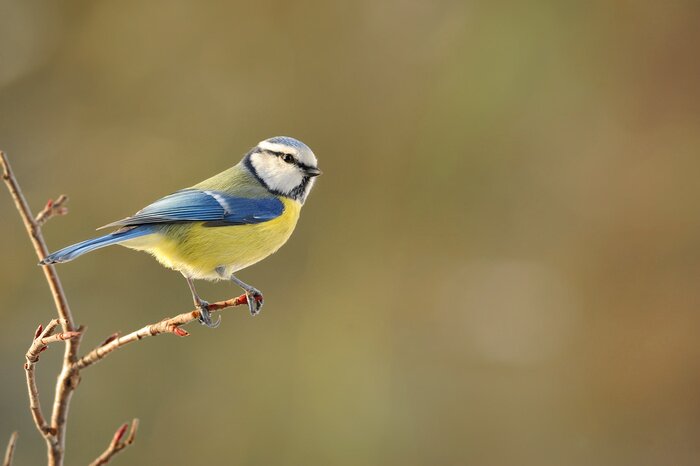 Tableau  Un oiseau dehors