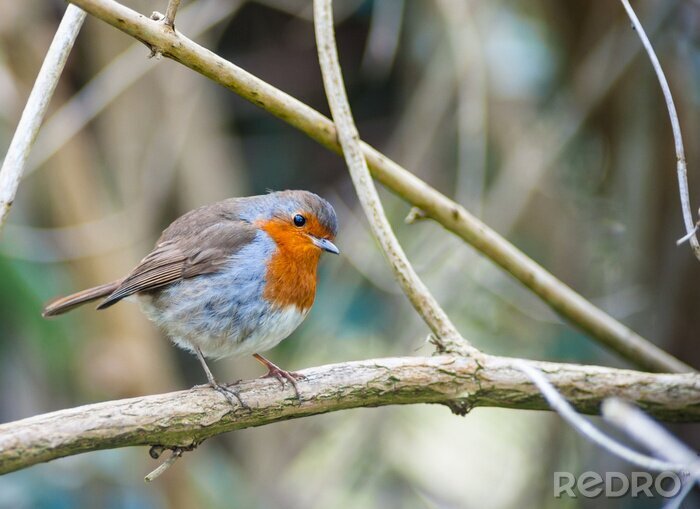 Tableau  Un oiseau posé sur un arbre