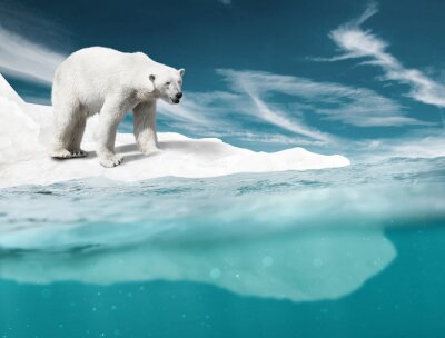Un ours polaire blanc sur la glace